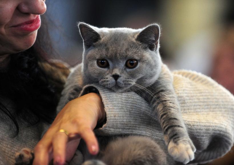 București, capitala mondială a pisicilor de rasă! FIFe World Winner Show 2025 aduce peste 700 de feline din 36 de țări la Romexpo 18977791