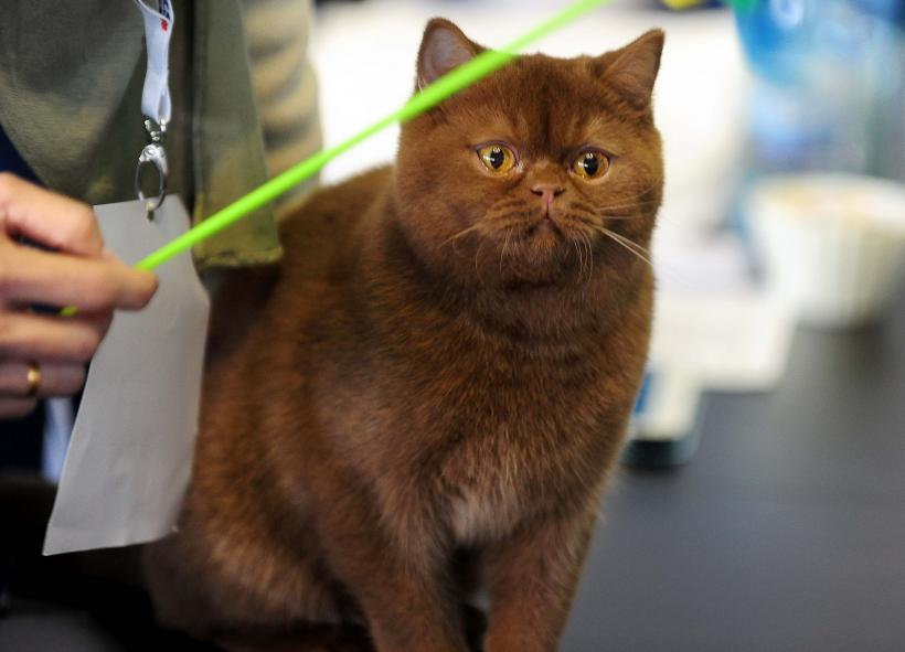 București, capitala mondială a pisicilor de rasă! FIFe World Winner Show 2025 aduce peste 700 de feline din 36 de țări la Romexpo 18977793
