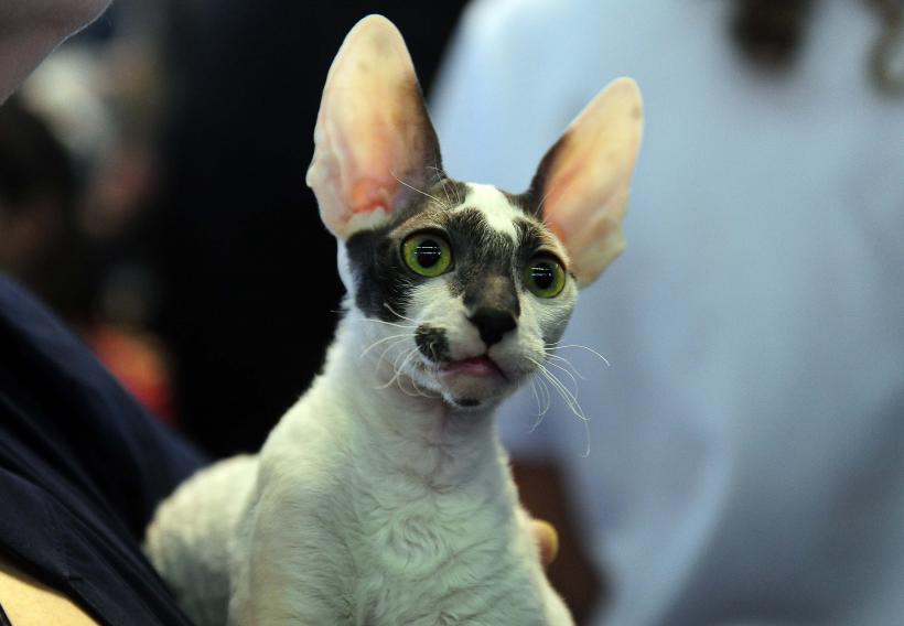 București, capitala mondială a pisicilor de rasă! FIFe World Winner Show 2025 aduce peste 700 de feline din 36 de țări la Romexpo 18977794