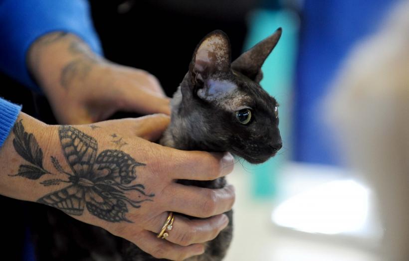București, capitala mondială a pisicilor de rasă! FIFe World Winner Show 2025 aduce peste 700 de feline din 36 de țări la Romexpo 18977795