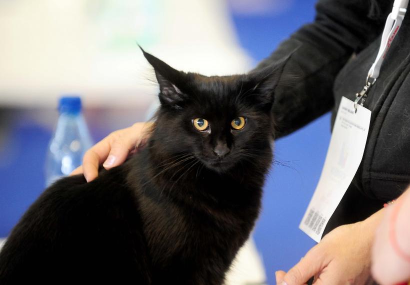 București, capitala mondială a pisicilor de rasă! FIFe World Winner Show 2025 aduce peste 700 de feline din 36 de țări la Romexpo 18977796