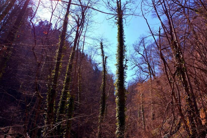 În România mor anual 150.000 de hectare de pădure 18977877