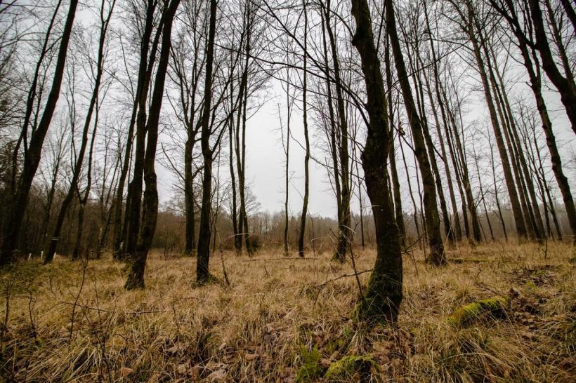 În România mor anual 150.000 de hectare de pădure 18977878
