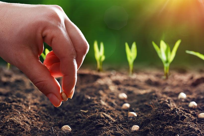 Cum să pregătești grădina în luna noiembrie: Flori rezistente și ușor de întreținut