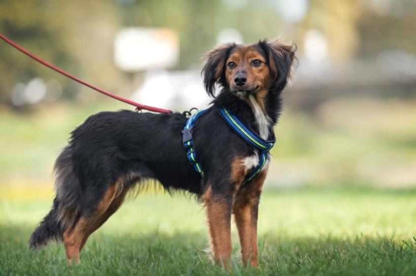 5 rase de câini ușor de dresat. Cum să-l transformi într-un tovarăș ascultător și fericit