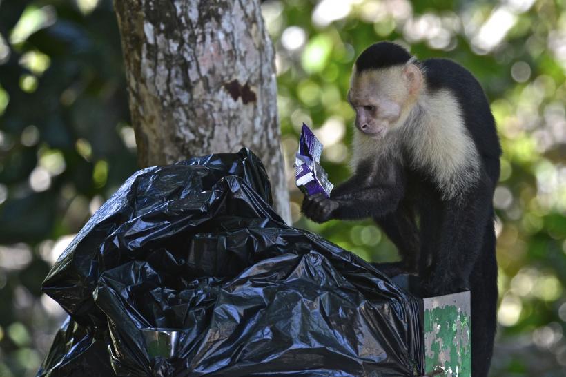 Maimuțe scăpate după un accident rutier în Mississippi, ucise din greșeală de poliție 18978365