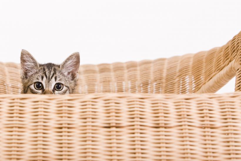 10 semne că pisica ta este fericită și se simte în siguranță acasă