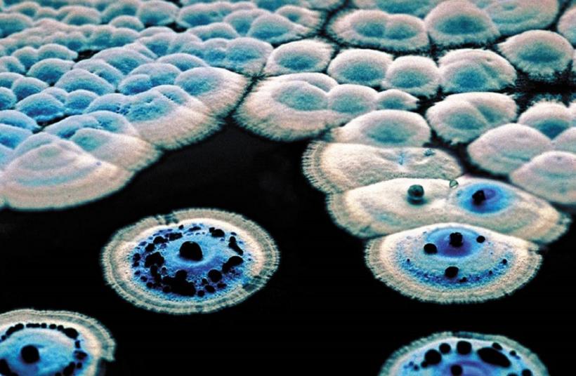 Antibioticul „ascuns la vedere” timp de șapte decenii, capabil să învingă superbacteriile