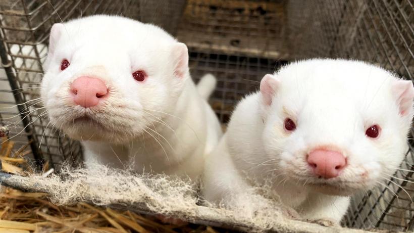 Fermele de animale pentru blană, la loc comanda! AUR vrea, din nou, „poligamie” la șinșile