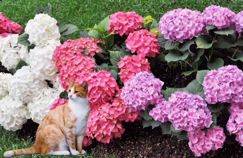 Momentul potrivit pentru tăierea hortensiilor: Ghid complet pentru flori spectaculoase