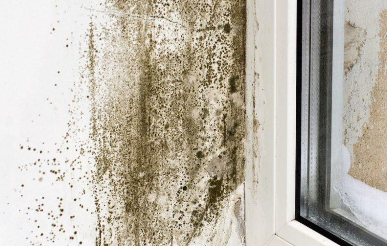 Soluția minune împotriva mucegaiului. Ingredientul natural care distruge toți sporii din locuința ta