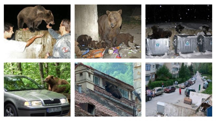 URȘI HABITUAȚI – Fundamentarea necesității unei definiții oficiale și a cadrului tehnic de intervenție și reglementare