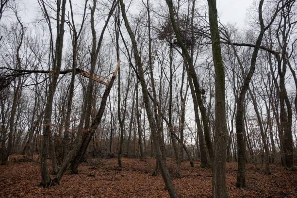 După președintele Nicușor Dan, și CES spune pas hidrocentralelor în ariile protejate 18981773