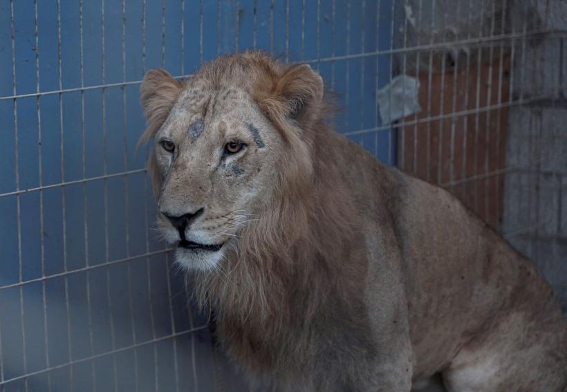 Un nou tip de răget de leu, descoperit cu ajutorul Inteligenței Artificiale