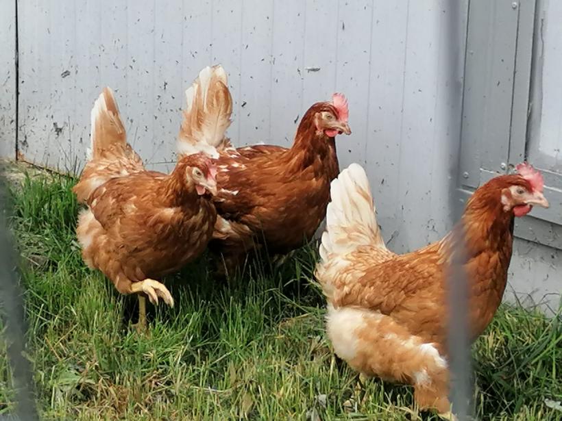 Alertă medicală! Primul caz de deces al unei persoane infectate cu gripa aviară în SUA