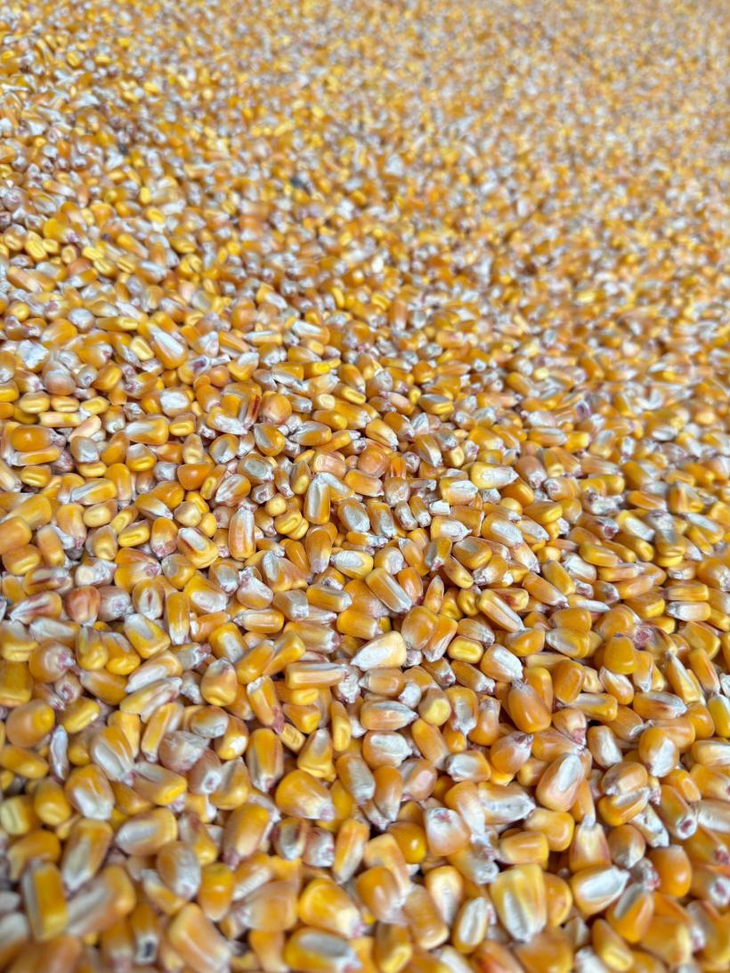 Grupul Carmistin relansează transportul feroviar de cereale, marcând o etapă nouă în strategia de reducere a poluării în industria alimentară 18982672