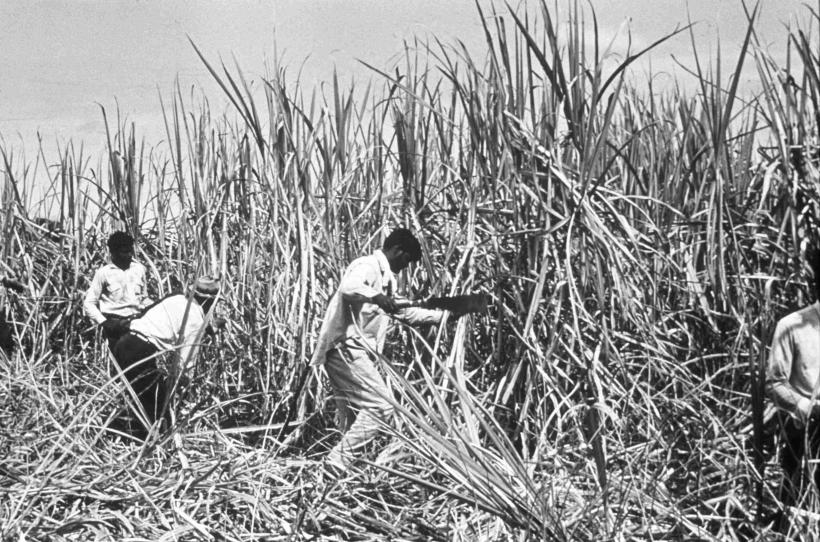 Colonii și libertăți: cum prosperă unele și altele se blochează 18982920