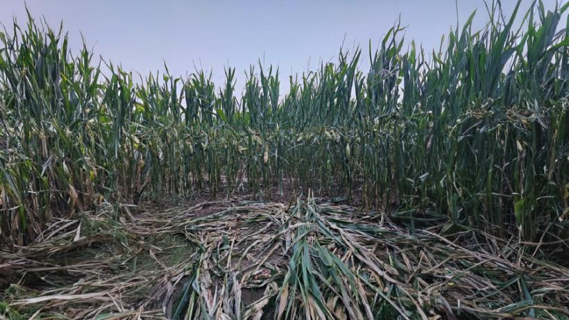 Evaluarea mărimii populației de urs brun în România: ​​​​​​​peste 10.400 de exemplare estimate în 2025