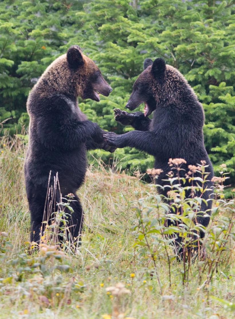 Panică în Japonia: Imagini false cu urși generate de AI pe fondul unui număr record de atacuri reale 18983448