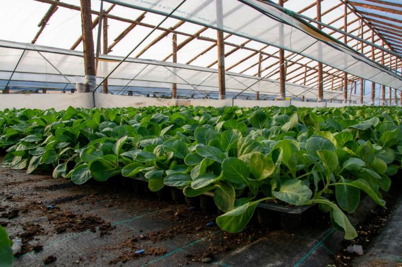 Veși proaste pentru fermieri: Ce impozit vor plăti din 2026