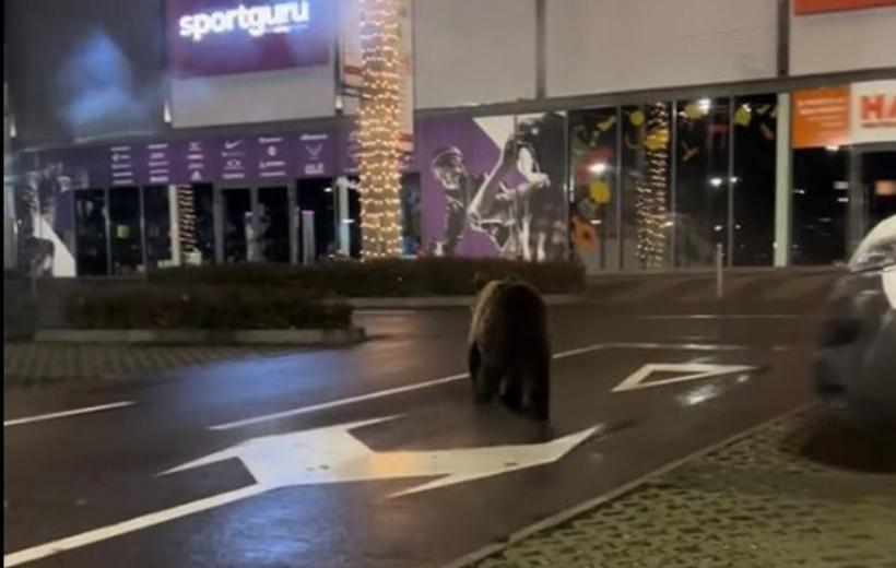 Ordonanța antiurs, modificată ca să gonească vânătorii