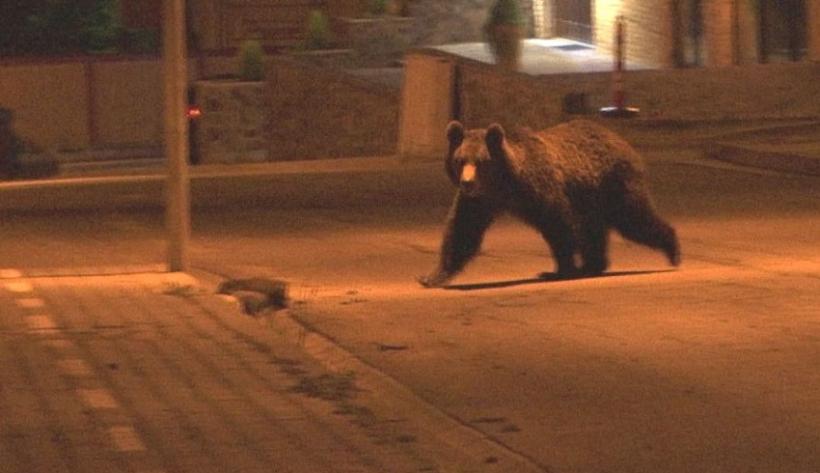 Ordonanța antiurs, modificată ca să gonească vânătorii 18984000