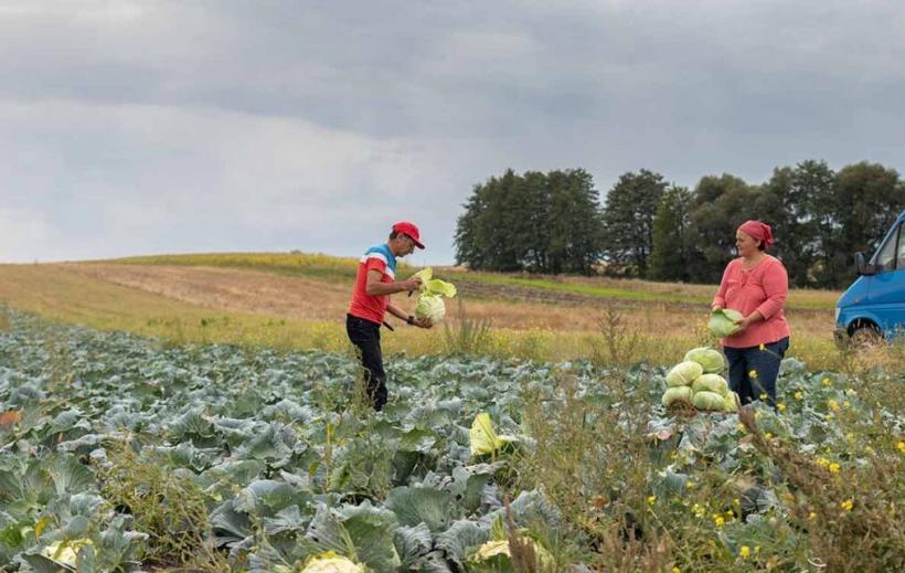 Ministerul Agriculturii a inventat austeritatea de catifea: 0 concedieri, 8 comasări. Gaura neagră rămâne