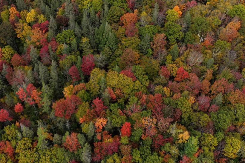 Jumătate de milion de hectare noi, dar pădurile putrezesc! Adevărul dur din spatele cifrelor