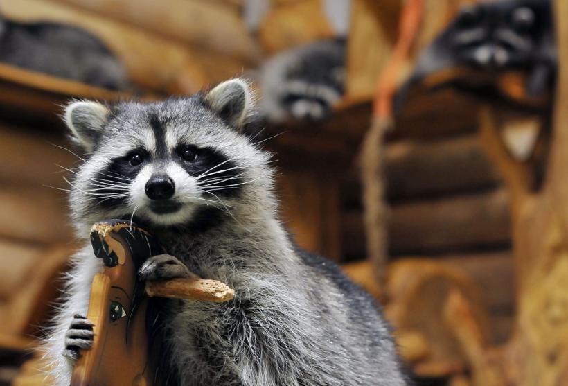 Un raton a vandalizat un magazin de băuturi alcoolice și apoi a adormit beat în baie