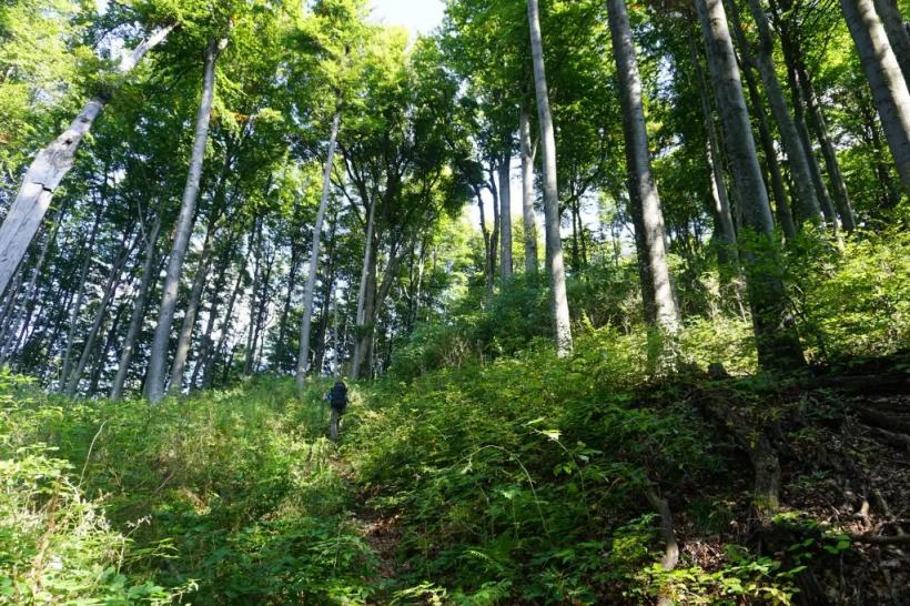 Care sunt țările din UE cele mai conectate cu natura?