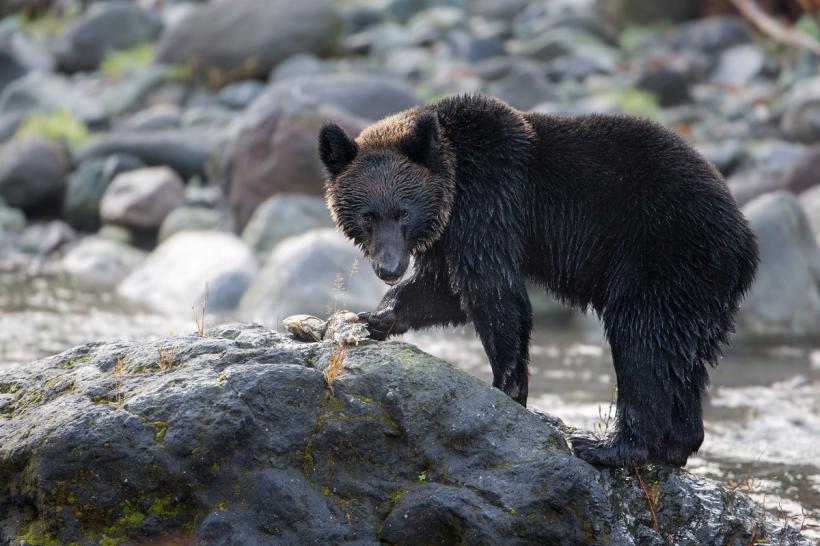 Un urs negru și-a atacat dresorul în timpul spectacolului. „Gata cu spectacolele cu animale”