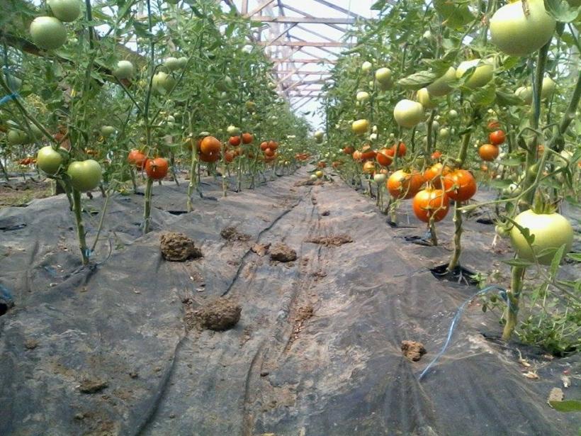 Răzvrătire în agricultură: Fermierii cer președintelui să respingă taxa pe solare