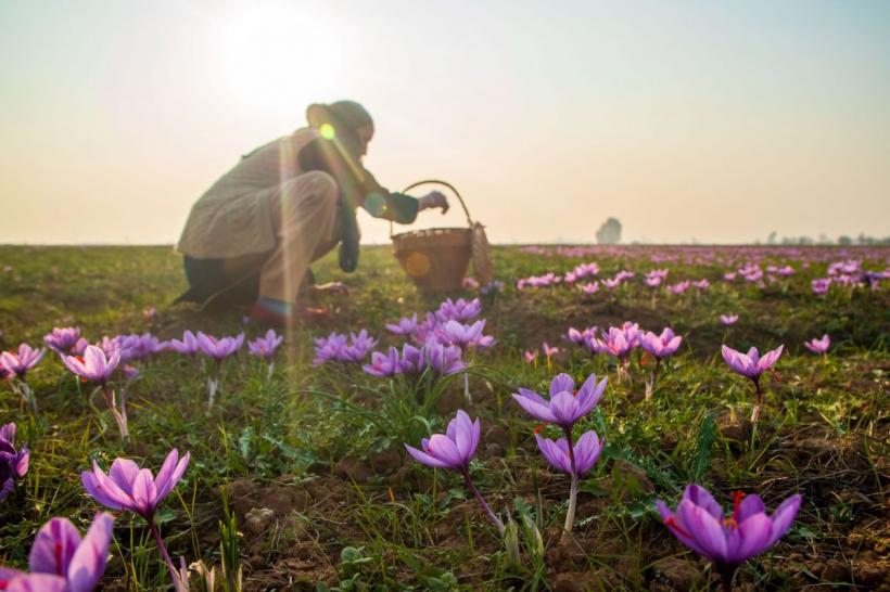 Beneficiile pentru sănătate ale celui mai scump condiment din lume