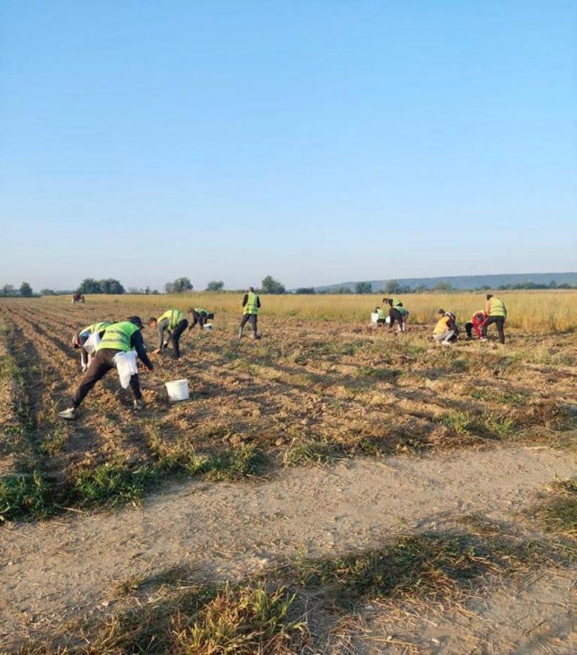 Ajutor inedit în gospodărie: Cât costă să angajezi un deținut pentru munci casnice și agricole