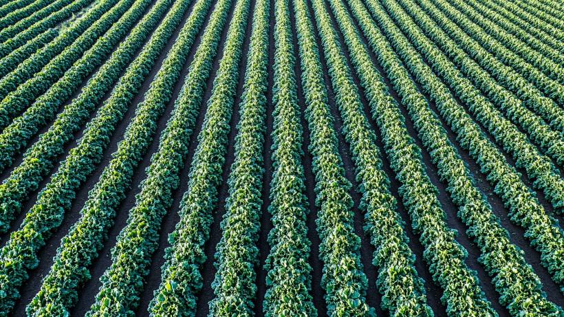 Front comun contra noilor tehnici genomice: societatea civilă și fermierii români spun «Stop!»