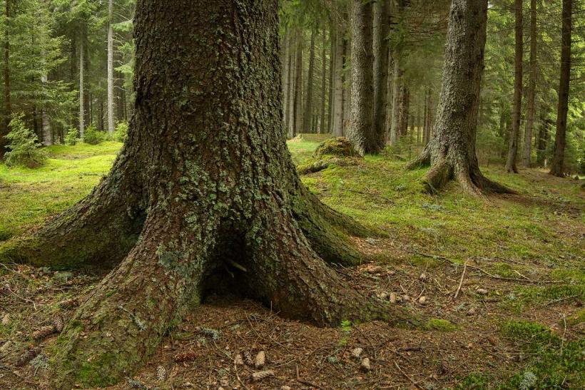 Parcul Natural Bucegi și comunele învecinate, vizate ca zone de non-intervenție și protecție strictă 18986363