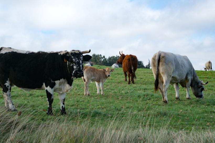 Măsură nouă din 2026: bani pentru fermierii afectați de focarele de boli la animale