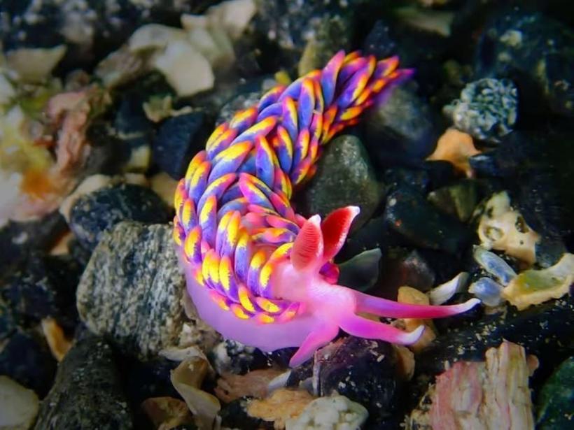 Descoperire uimitoare: O creatură fascinantă a fost găsită în apele din sudul Angliei