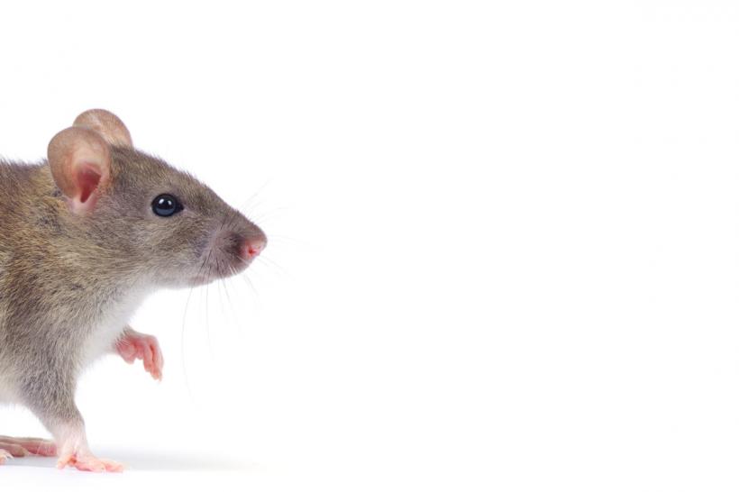 Capcane adezive sobolani: ghid practic pentru deratizare eficientă