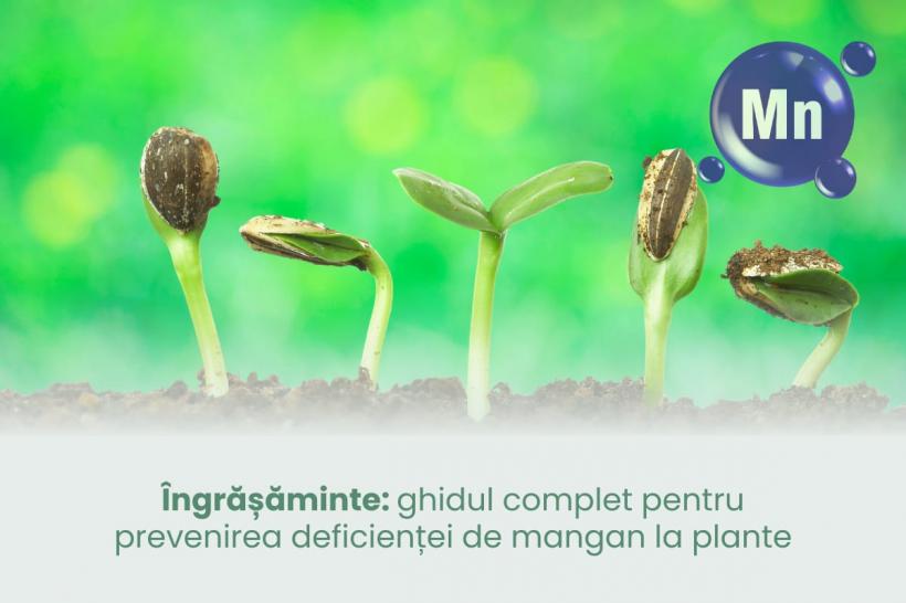 Îngrășăminte: ghidul complet pentru prevenirea deficienței de mangan la plante