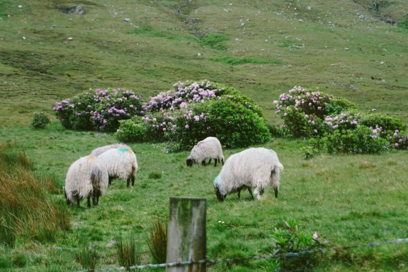 Apare Registrul pășunilor