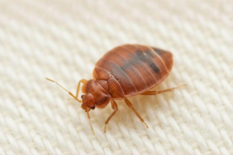 Produse eficiente pentru a scăpa de ploșnițe de pat. Abordarea corectă, pas cu pas