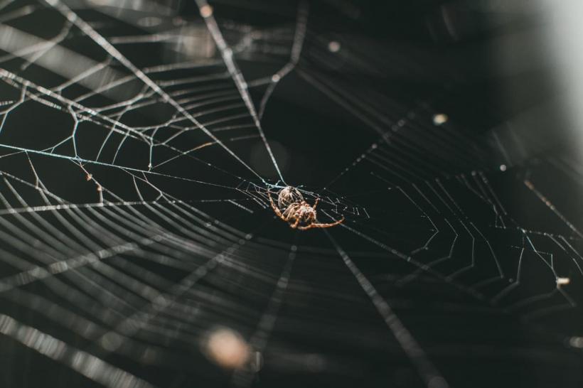 Avertisment public într-o populară zonă de vacanță din Europa din cauza unui păianjen periculos