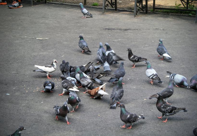 Porumbei ce zburau pe străzi, serviți într-un restaurant chinezesc pe post de rață