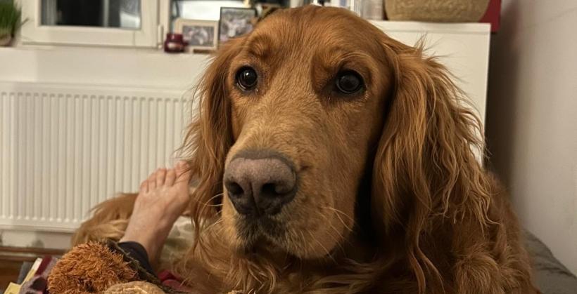 Câinii își pot extinde vocabularul ascultând conversațiile stăpânilor lor 18989236