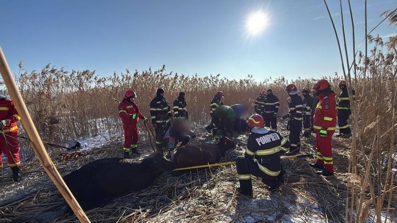 Suceava: 23 de vaci au căzut într-un iaz. Pompierii au intervenit să le salveze
