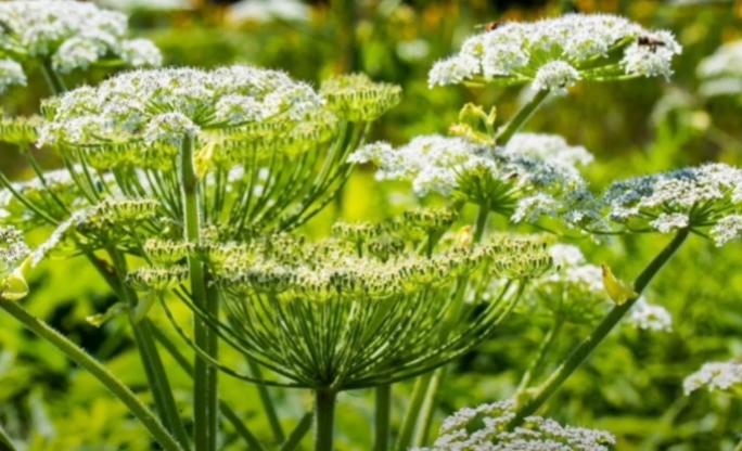 100.000 euro/fermă pentru investiții în floricultură, plante medicinale și plante aromatice