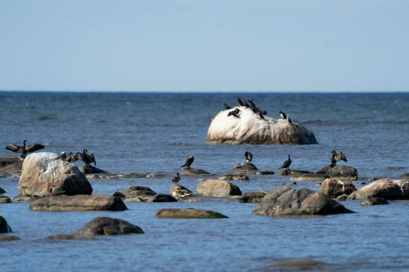 Petiție - avertisment: Piscicultorii reclamă pierderi masive cauzate de cormorani