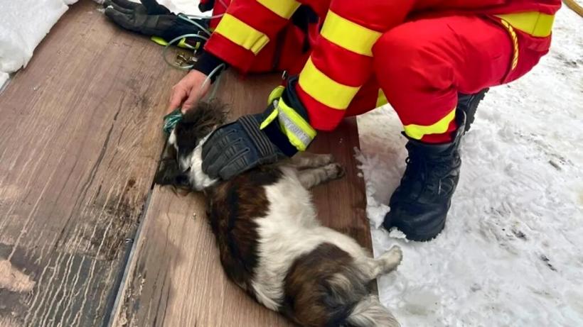 Un suflet nevinovat salvat din incendiu: Pompierii din Bistrița-Năsăud au resuscitat un cățel