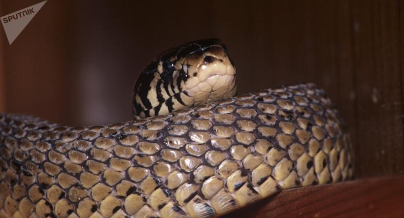 Descoperire șocantă într-un apartament din Bihor: Crescătorie ilegală de vipere veninoase